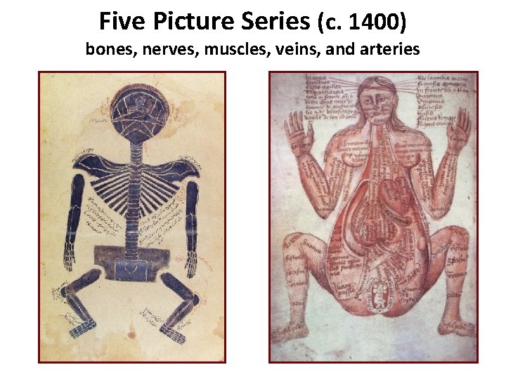 Five Picture Series (c. 1400) bones, nerves, muscles, veins, and arteries 
