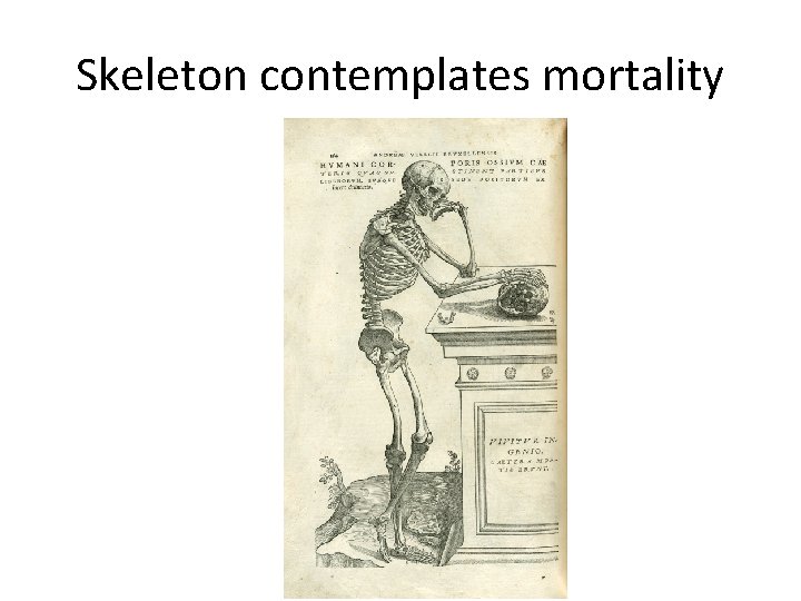 Skeleton contemplates mortality 