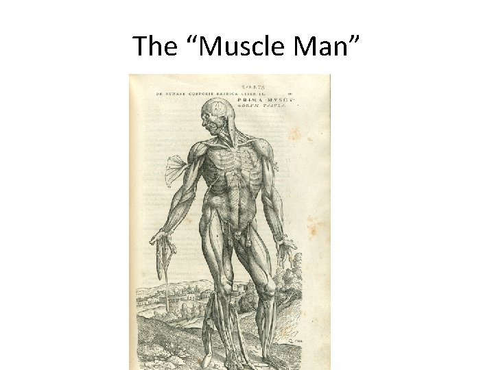 The “Muscle Man” 