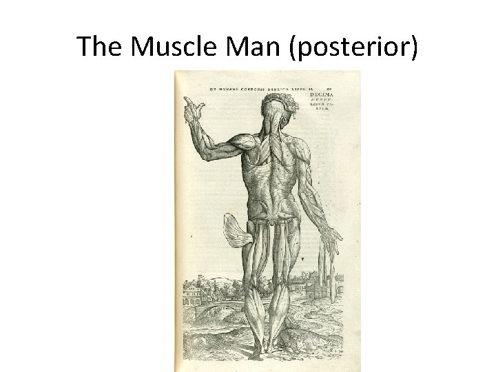The Muscle Man (posterior) 