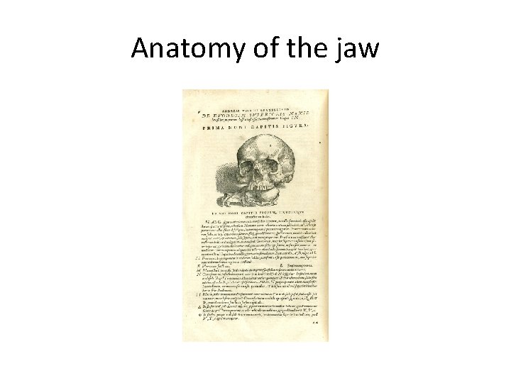 Anatomy of the jaw 