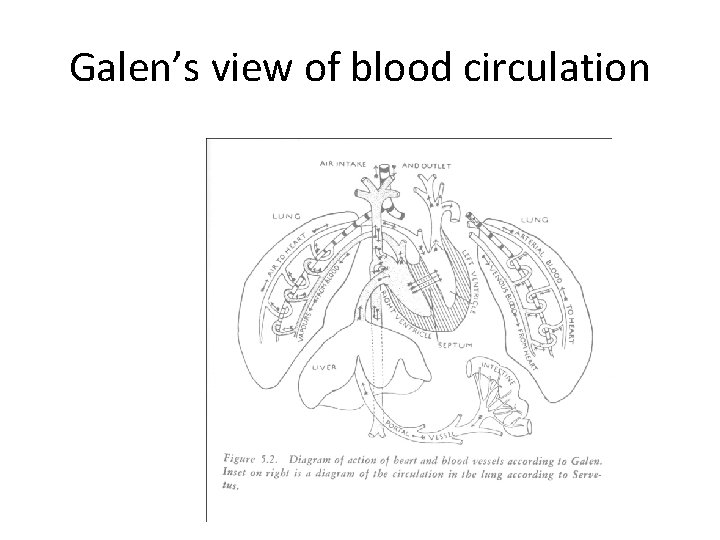 Galen’s view of blood circulation 