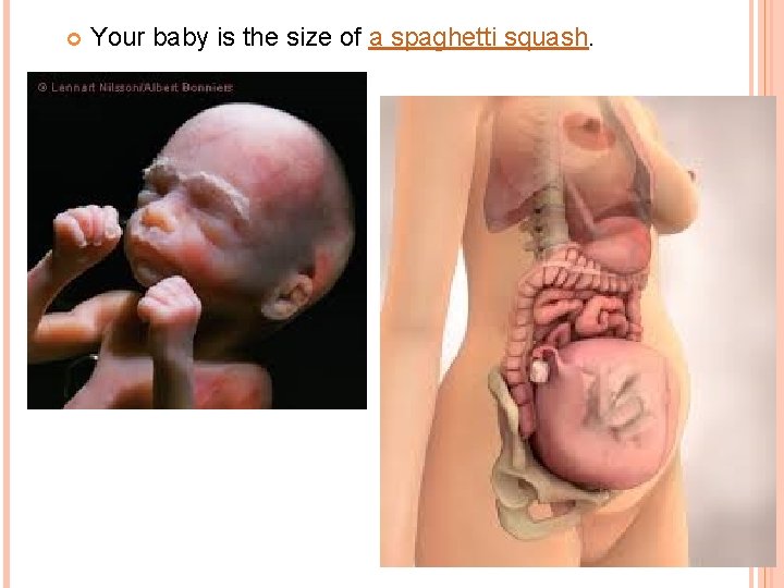  Your baby is the size of a spaghetti squash. 