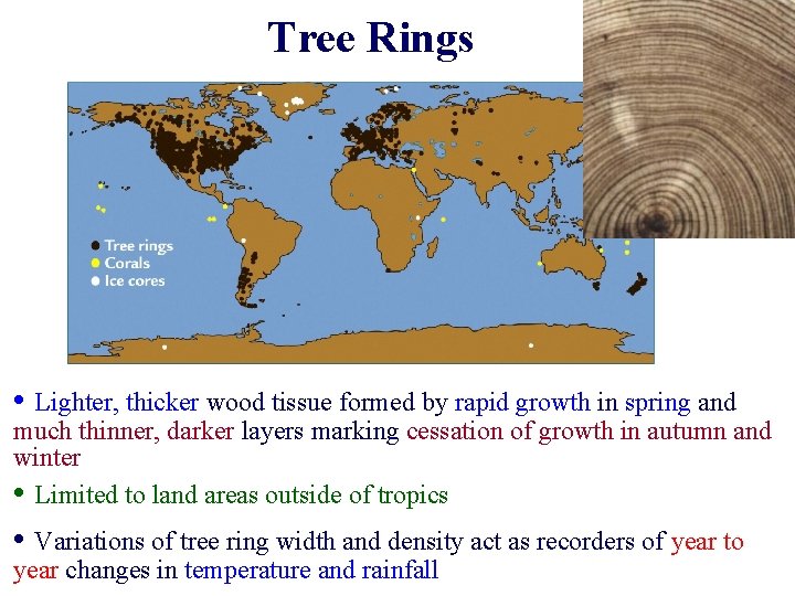 Tree Rings • Lighter, thicker wood tissue formed by rapid growth in spring and