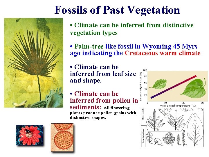 Fossils of Past Vegetation • Climate can be inferred from distinctive vegetation types •