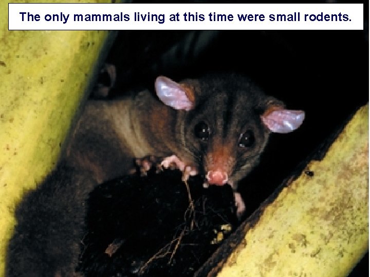 The only mammals living at this time were small rodents. 