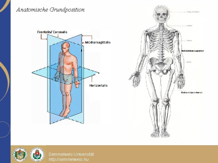 Anatomische Grundposition Semmelweis Universität http: //semmelweis. hu Előadás főcíme Előadás alcíme Dr. Minta Pál