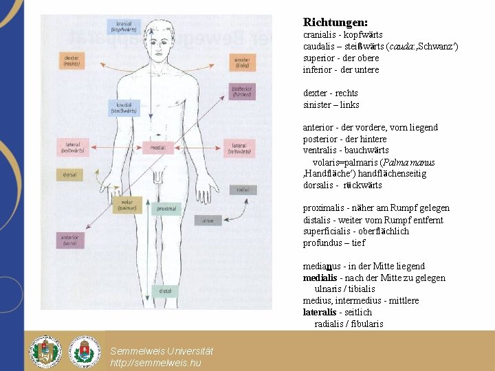Richtungen: Richtungen cranialis - kopfwärts caudalis – steißwärts (cauda: ‚Schwanz‘) superior - der obere