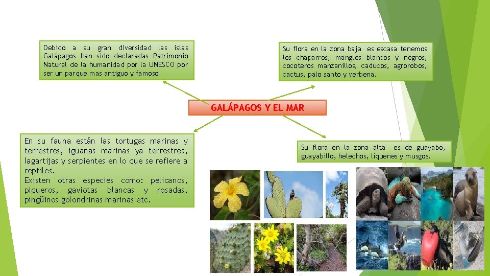 Debido a su gran diversidad las islas Galápagos han sido declaradas Patrimonio Natural de