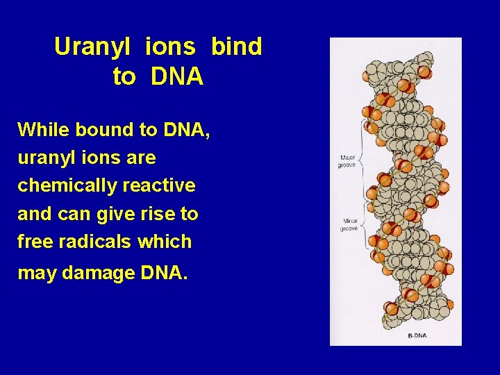 Uranyl ions bind to DNA While bound to DNA, uranyl ions are chemically reactive