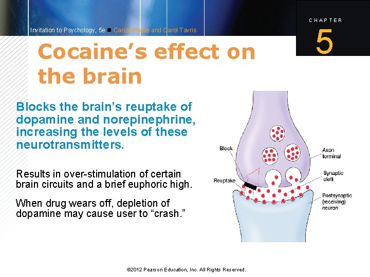 CHAPTER Invitation to Psychology, 5 e Carole Wade and Carol Tavris Cocaine’s effect on