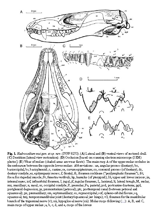 Fig. 1. Hadrocodium wui gen. et sp. nov. (IVPP 8275). (A) Lateral and (B)