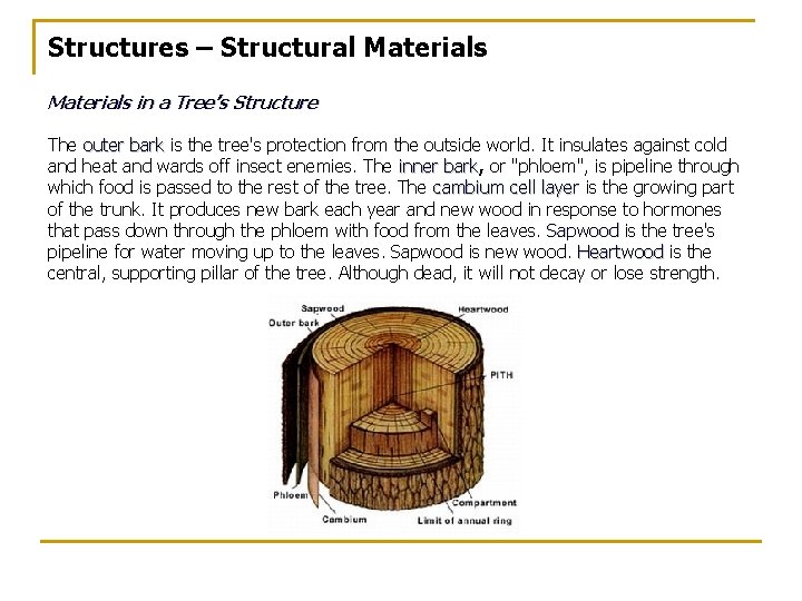 Structures – Structural Materials in a Tree’s Structure The outer bark is the tree's Structures – Structural Materials in a Tree’s Structure The outer bark is the tree's