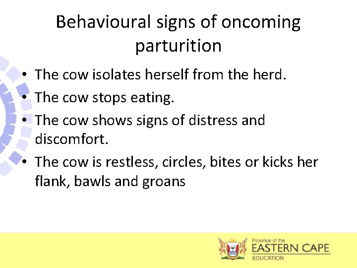 Behavioural signs of oncoming parturition • The cow isolates herself from the herd. •