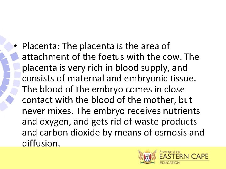  • Placenta: The placenta is the area of attachment of the foetus with