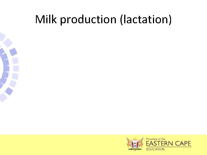Milk production (lactation) 