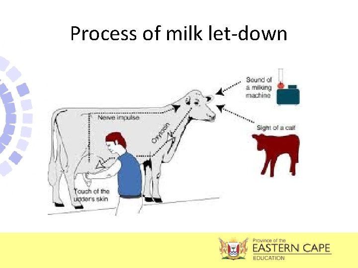 Process of milk let-down 