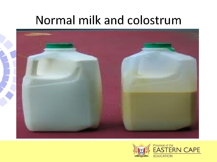 Normal milk and colostrum 