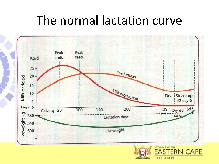 The normal lactation curve 