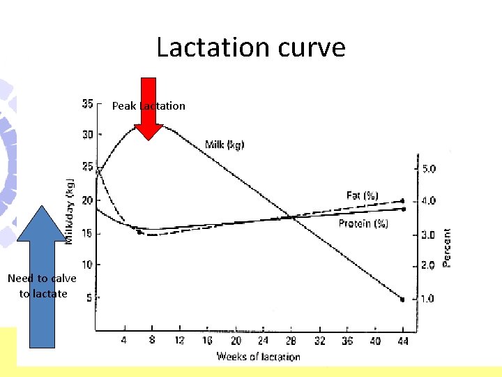 Lactation curve Peak Lactation Need to calve to lactate 