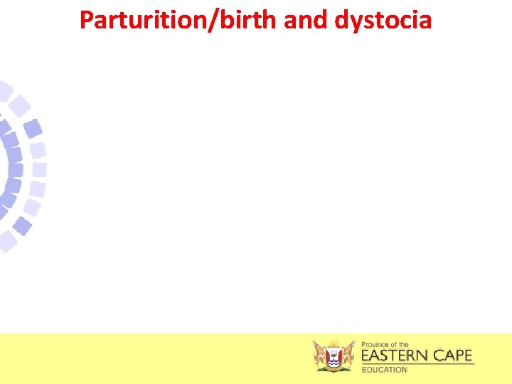 Parturition/birth and dystocia 