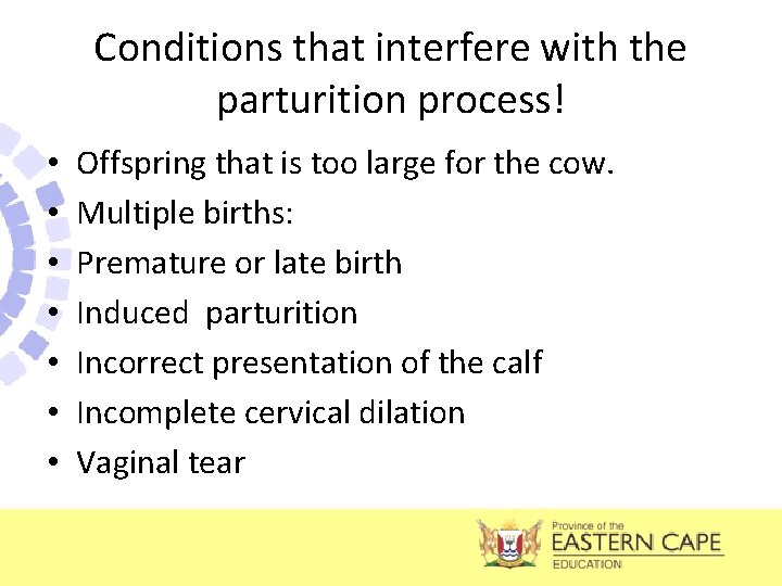 Conditions that interfere with the parturition process! • • Offspring that is too large