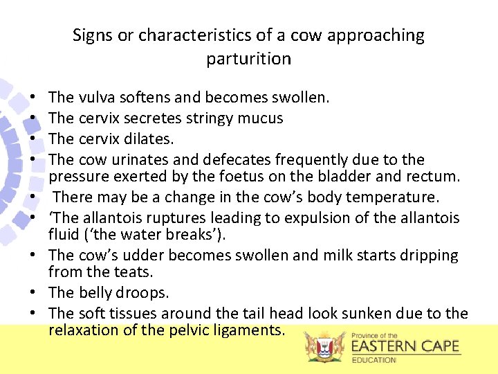 Signs or characteristics of a cow approaching parturition • • • The vulva softens