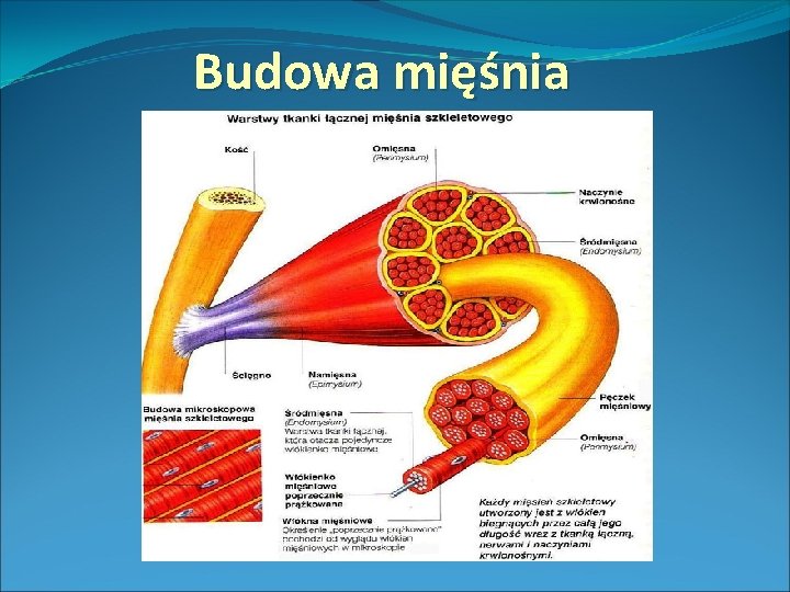 Budowa mięśnia 