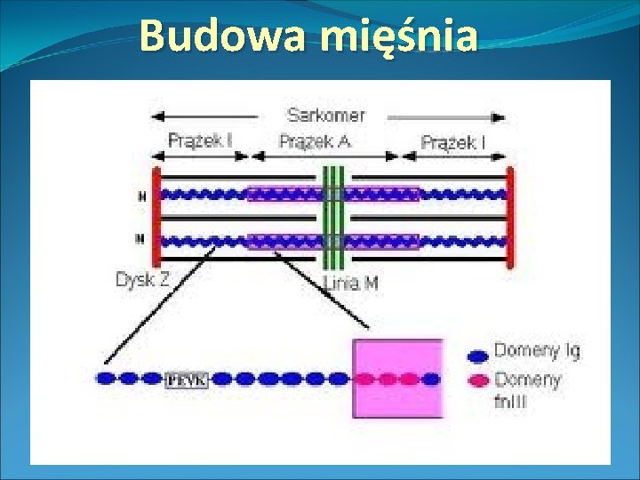 Budowa mięśnia 