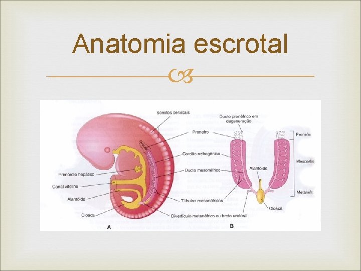 Anatomia escrotal 