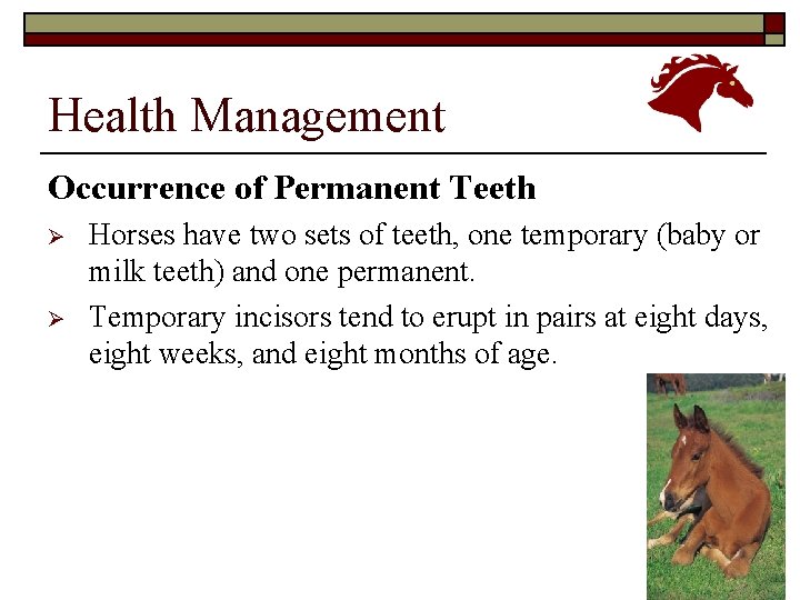 Health Management Occurrence of Permanent Teeth Ø Ø Horses have two sets of teeth,