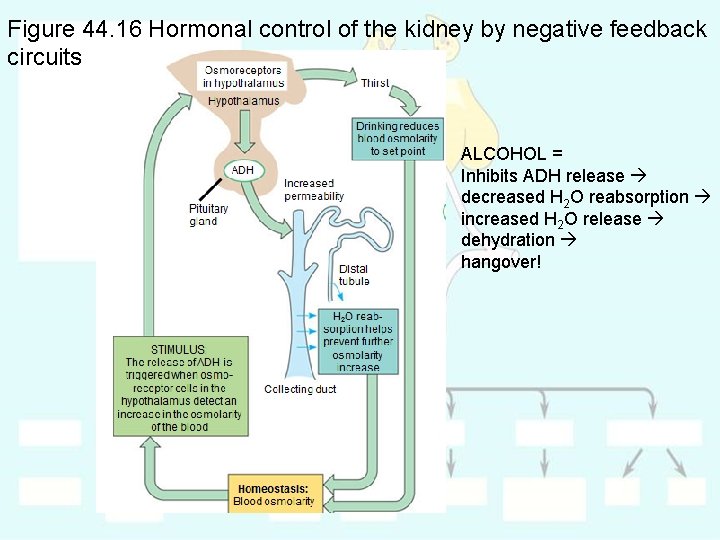 Figure 44. 16 Hormonal control of the kidney by negative feedback circuits ALCOHOL =