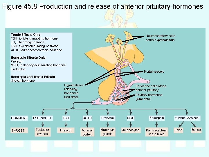 Figure 45. 8 Production and release of anterior pituitary hormones Tropic Effects Only FSH,
