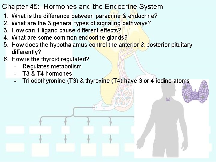 Chapter 45: Hormones and the Endocrine System 1. 2. 3. 4. 5. What is