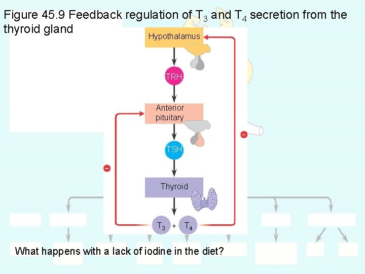 Figure 45. 9 Feedback regulation of T 3 and T 4 secretion from the