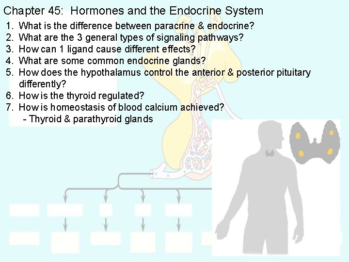 Chapter 45: Hormones and the Endocrine System 1. 2. 3. 4. 5. What is