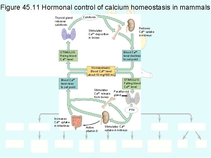 Figure 45. 11 Hormonal control of calcium homeostasis in mammals Thyroid gland releases calcitonin.