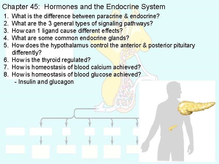 Chapter 45: Hormones and the Endocrine System 1. 2. 3. 4. 5. What is