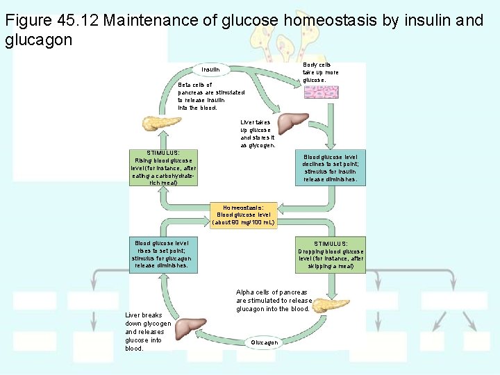 Figure 45. 12 Maintenance of glucose homeostasis by insulin and glucagon Body cells take