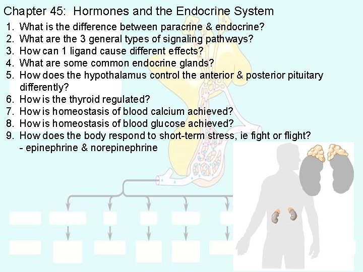 Chapter 45: Hormones and the Endocrine System 1. 2. 3. 4. 5. 6. 7.