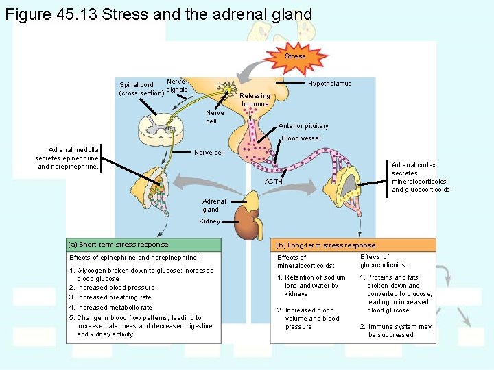 Figure 45. 13 Stress and the adrenal gland Stress Nerve Spinal cord signals (cross