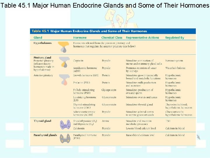 Table 45. 1 Major Human Endocrine Glands and Some of Their Hormones 