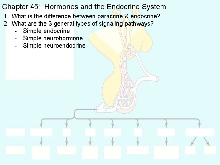 Chapter 45: Hormones and the Endocrine System 1. What is the difference between paracrine