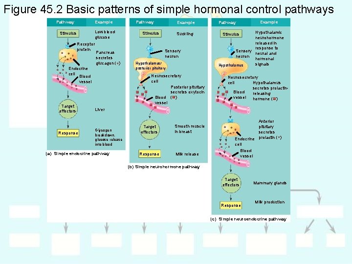 Figure 45. 2 Basic patterns of simple hormonal control pathways Pathway Example Low blood