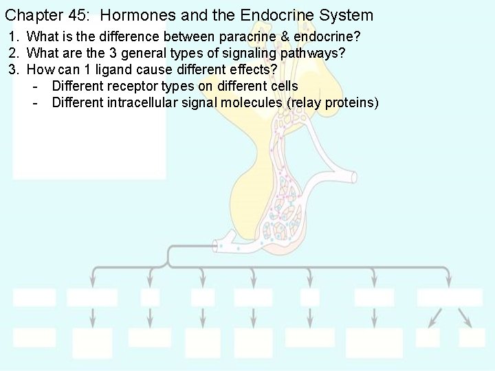 Chapter 45: Hormones and the Endocrine System 1. What is the difference between paracrine