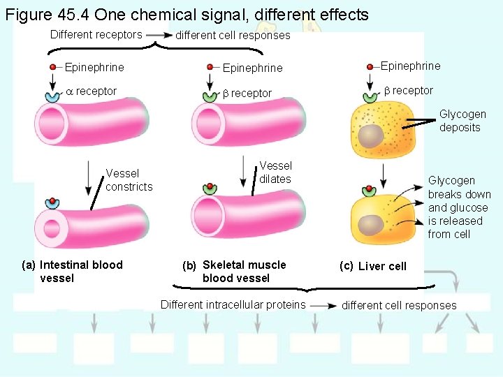 Figure 45. 4 One chemical signal, different effects Different receptors different cell responses Epinephrine
