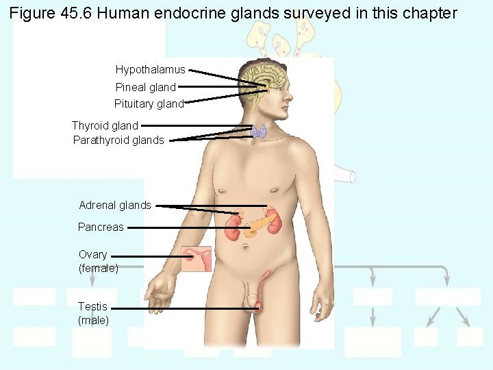 Figure 45. 6 Human endocrine glands surveyed in this chapter Hypothalamus Pineal gland Pituitary