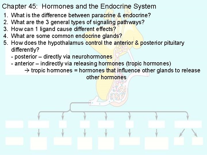 Chapter 45: Hormones and the Endocrine System 1. 2. 3. 4. 5. What is
