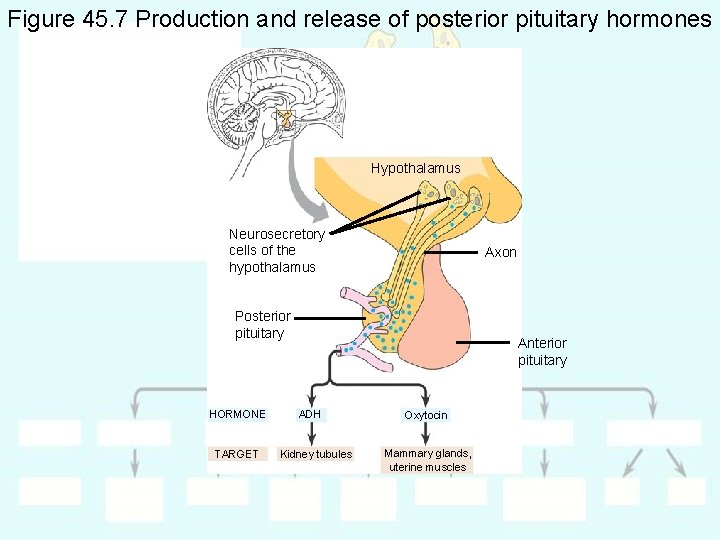 Figure 45. 7 Production and release of posterior pituitary hormones Hypothalamus Neurosecretory cells of