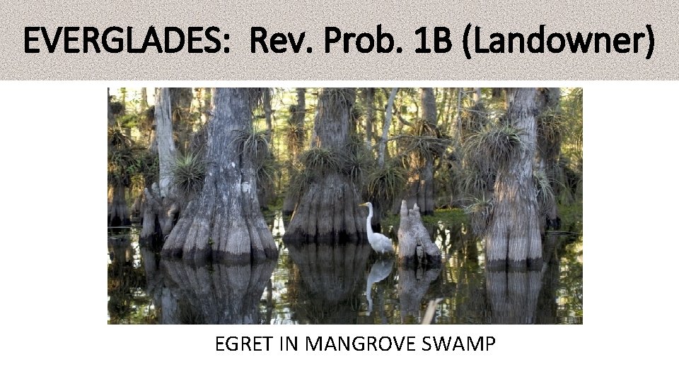 EVERGLADES: Rev. Prob. 1 B (Landowner) EGRET IN MANGROVE SWAMP EVERGLADES: Rev. Prob. 1 B (Landowner) EGRET IN MANGROVE SWAMP